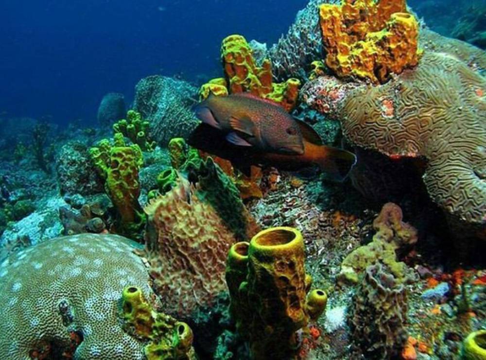 buccoo reef